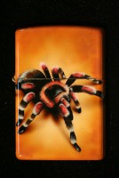 /album/galerie-de-photos-galerie-photos-mazzi/tarantula-jpg/